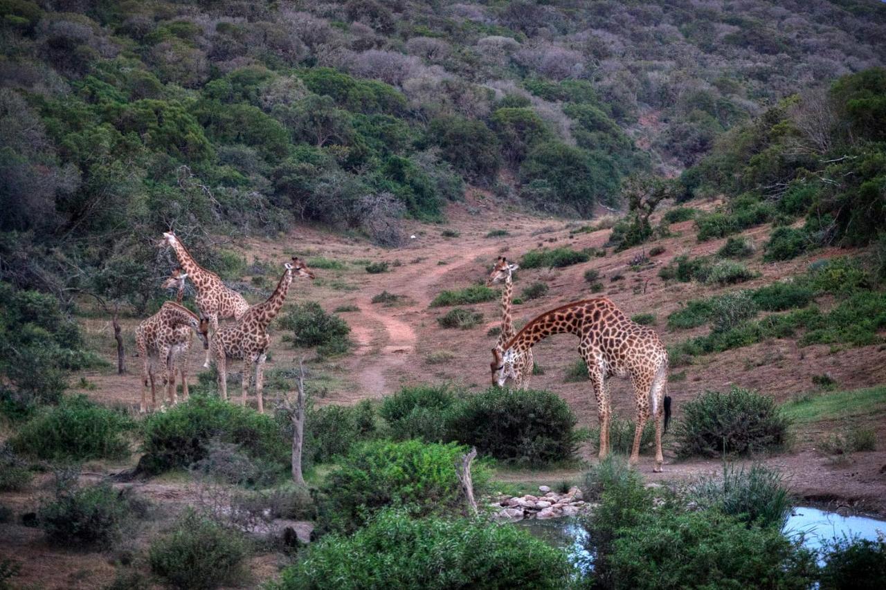 Safari Lodge - Amakhala Game Reserve Εξωτερικό φωτογραφία