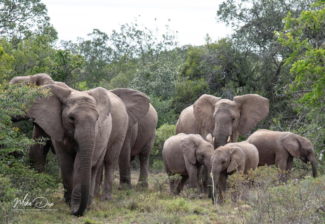 Safari Lodge - Amakhala Game Reserve Εξωτερικό φωτογραφία