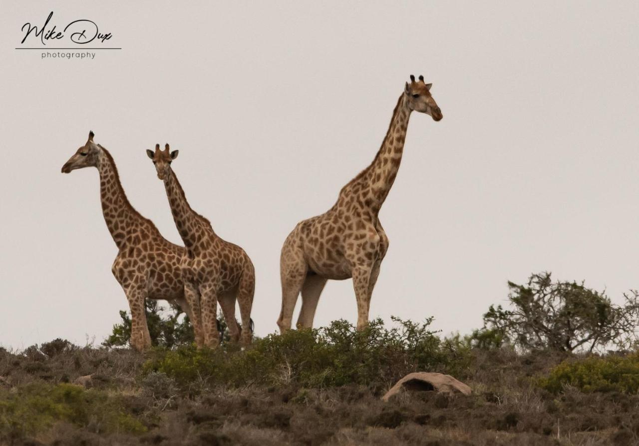 Safari Lodge - Amakhala Game Reserve Εξωτερικό φωτογραφία