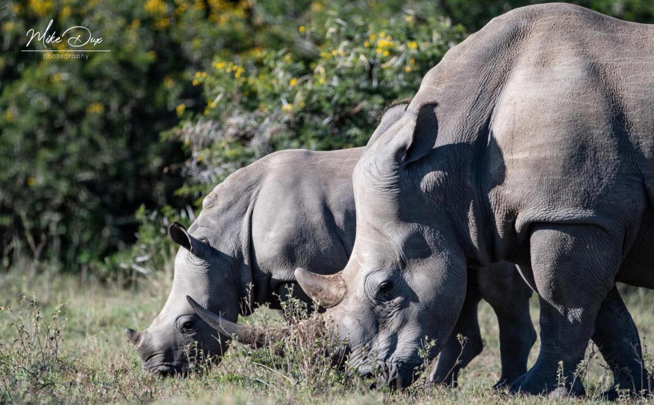 Safari Lodge - Amakhala Game Reserve Εξωτερικό φωτογραφία