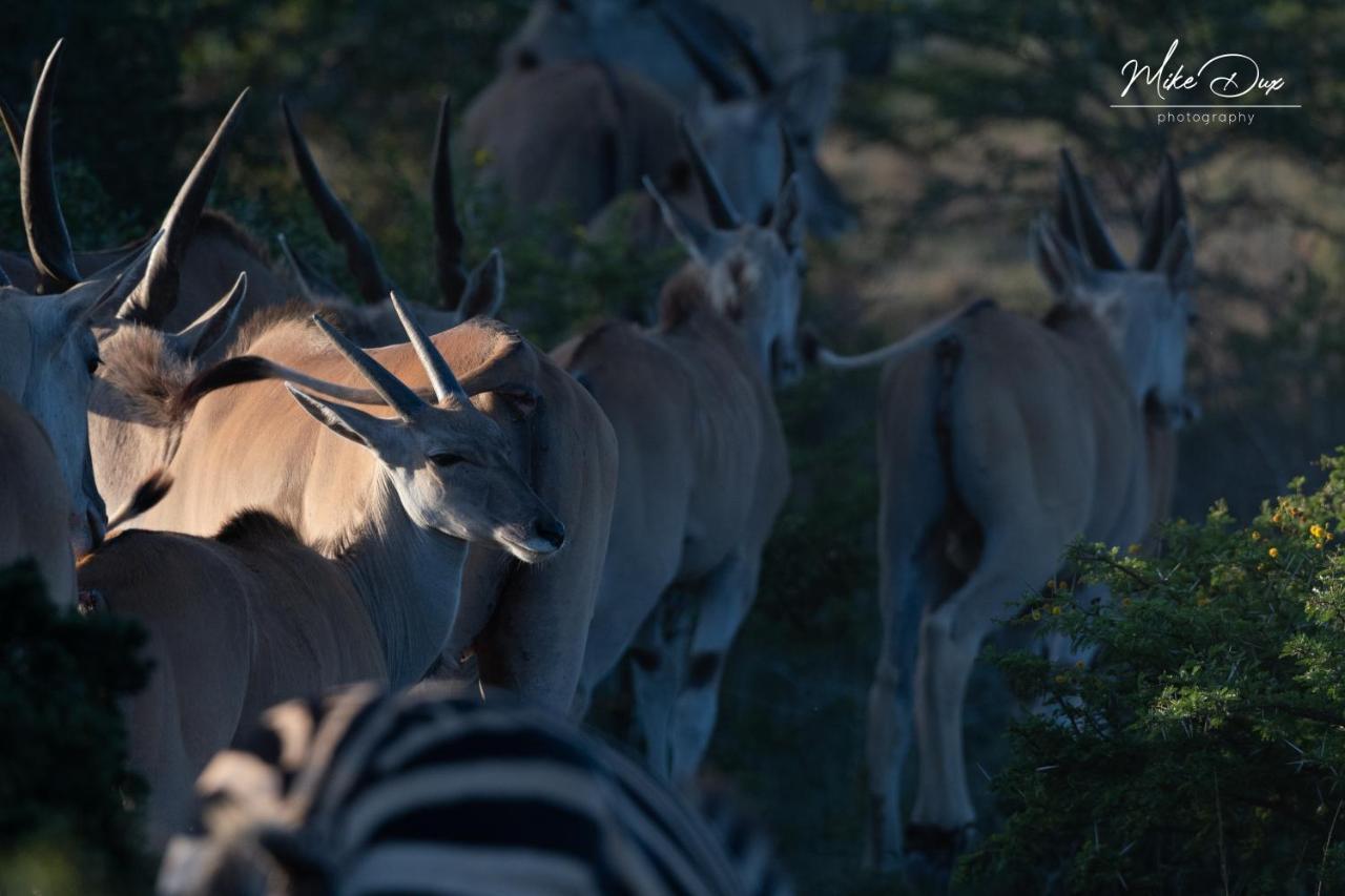 Safari Lodge - Amakhala Game Reserve Εξωτερικό φωτογραφία