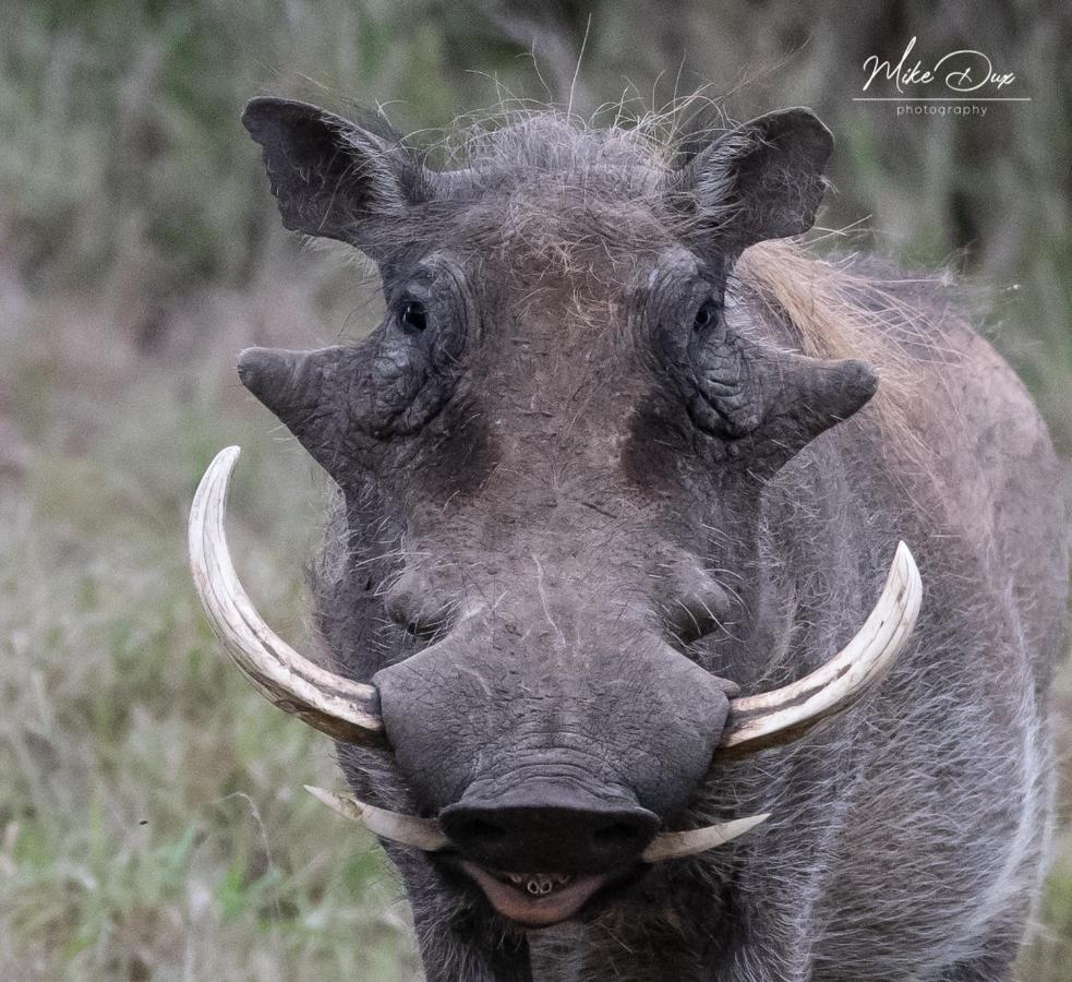 Safari Lodge - Amakhala Game Reserve Εξωτερικό φωτογραφία