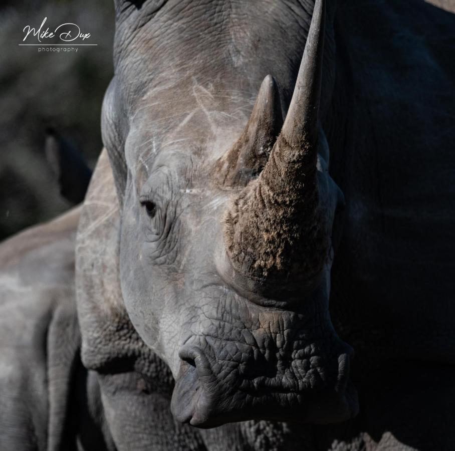 Safari Lodge - Amakhala Game Reserve Εξωτερικό φωτογραφία