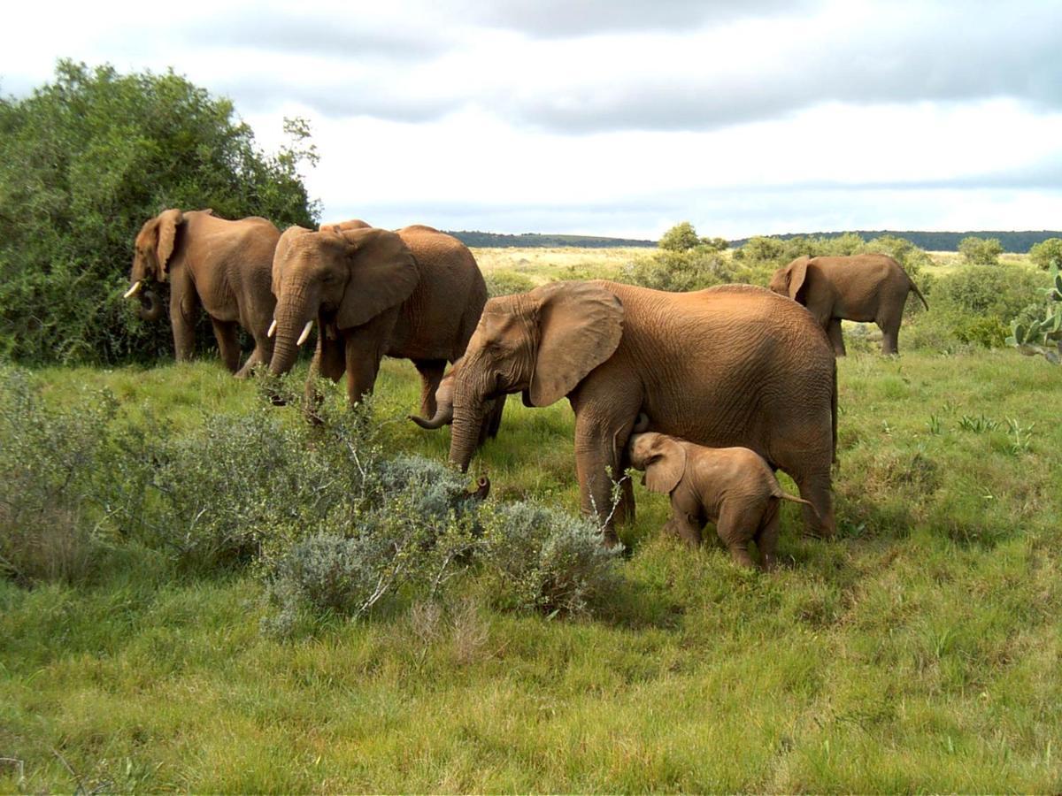 Safari Lodge - Amakhala Game Reserve Εξωτερικό φωτογραφία
