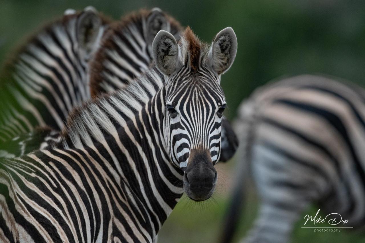 Safari Lodge - Amakhala Game Reserve Εξωτερικό φωτογραφία