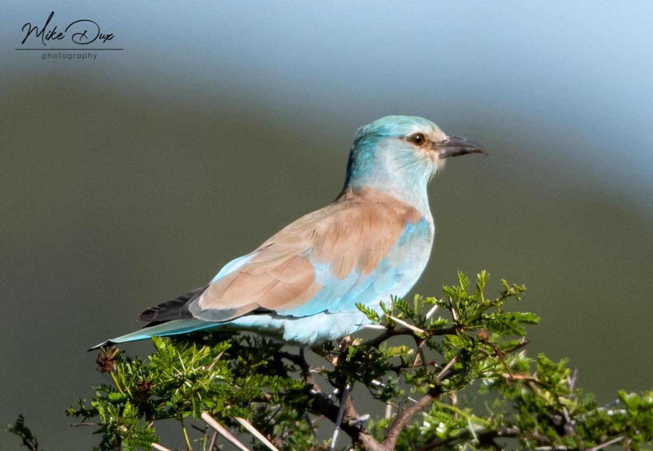 Safari Lodge - Amakhala Game Reserve Εξωτερικό φωτογραφία