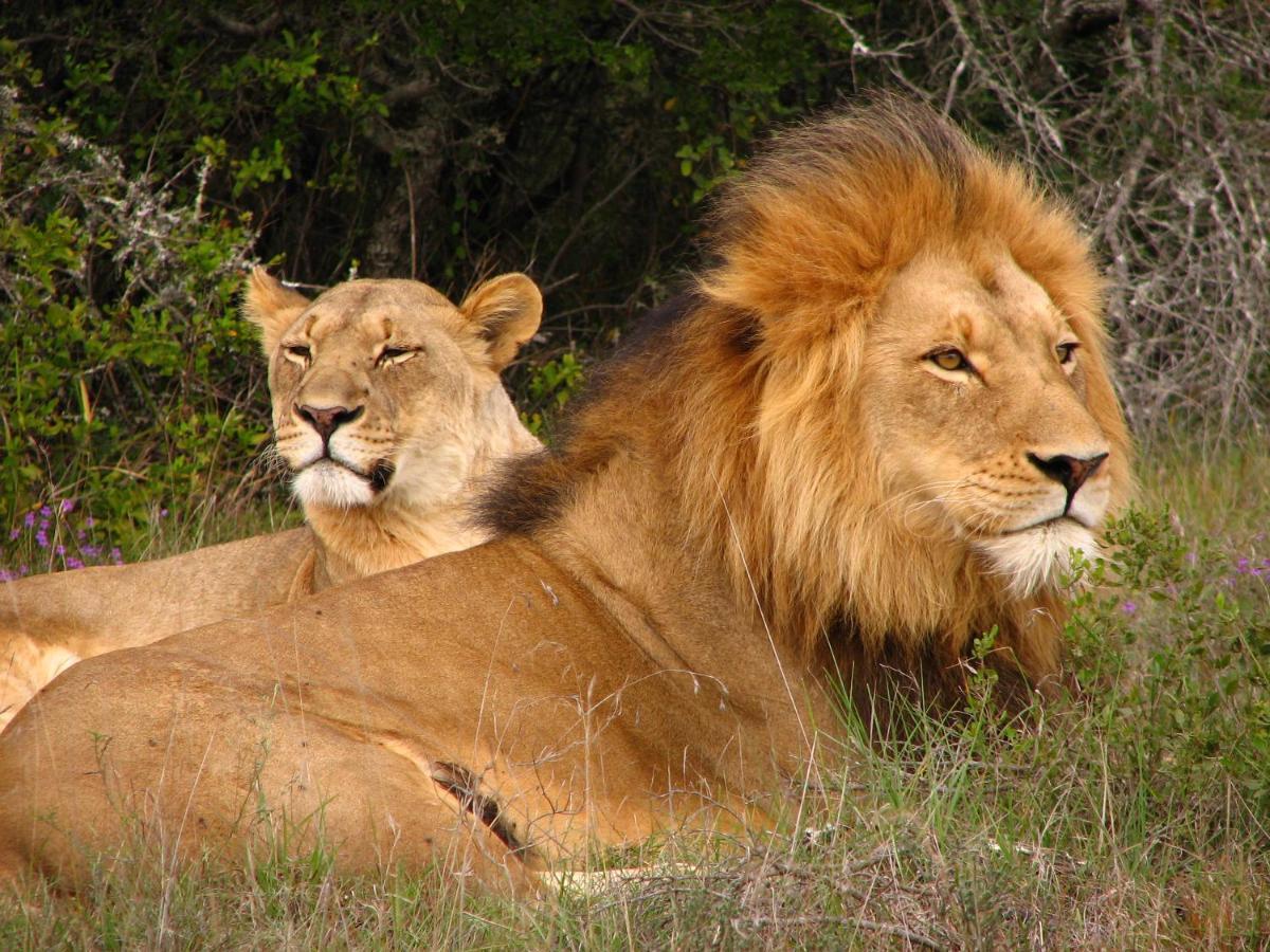 Safari Lodge - Amakhala Game Reserve Εξωτερικό φωτογραφία