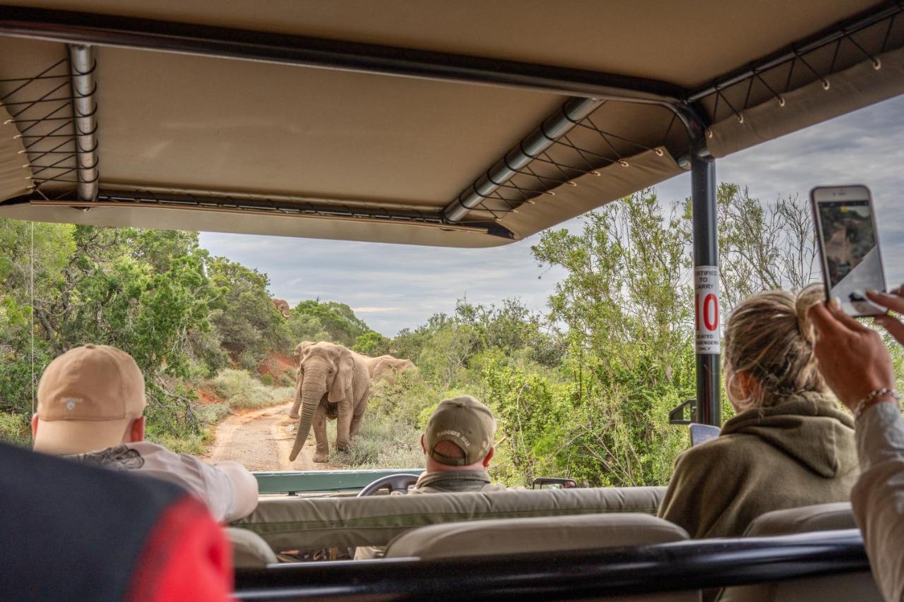 Safari Lodge - Amakhala Game Reserve Εξωτερικό φωτογραφία