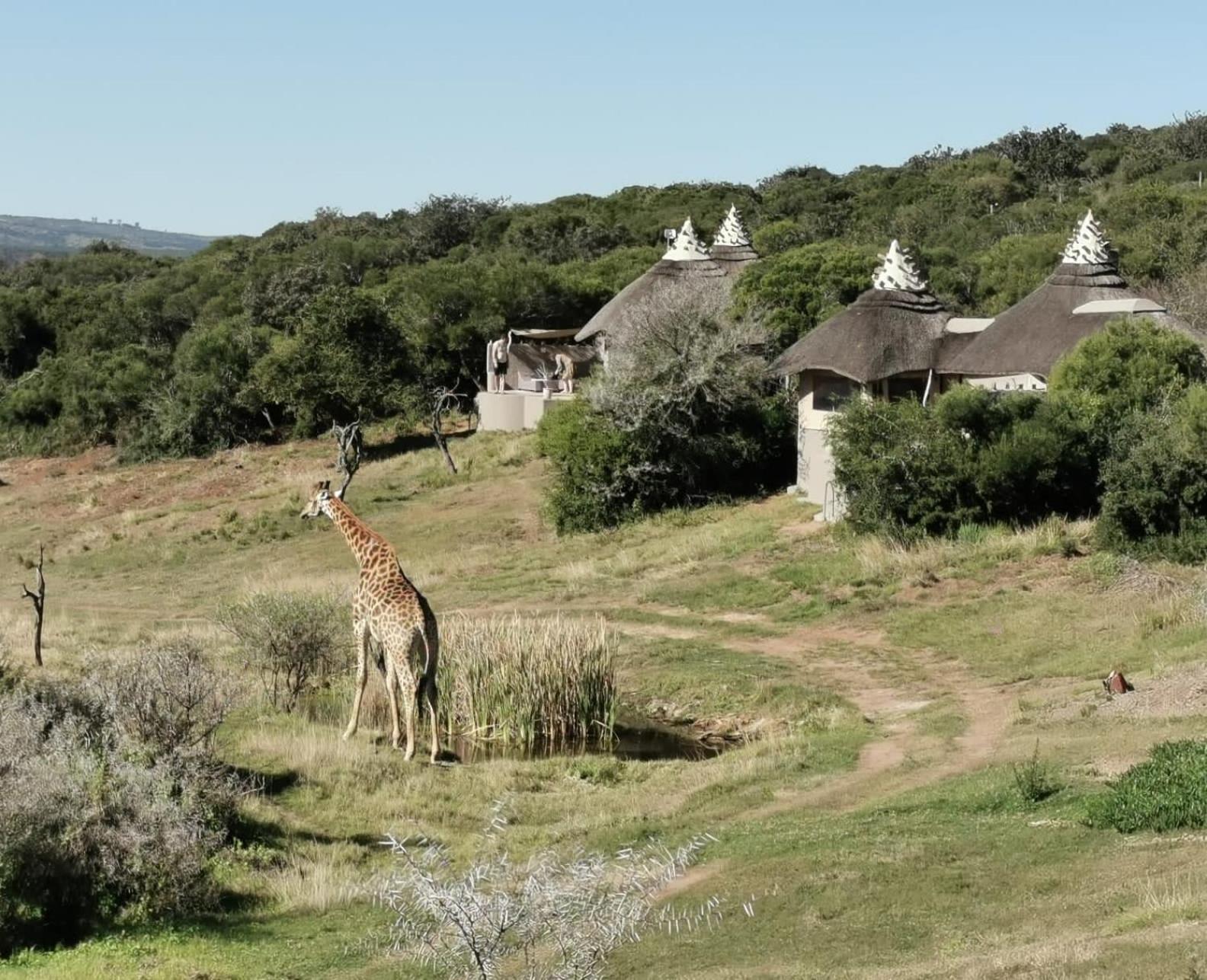 Safari Lodge - Amakhala Game Reserve Εξωτερικό φωτογραφία