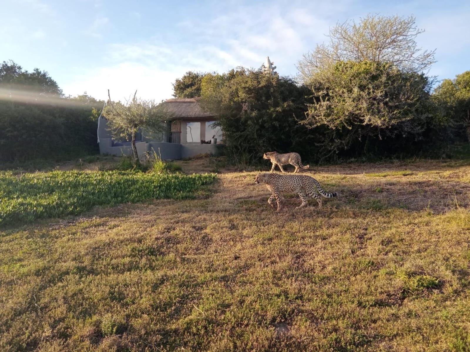 Safari Lodge - Amakhala Game Reserve Εξωτερικό φωτογραφία