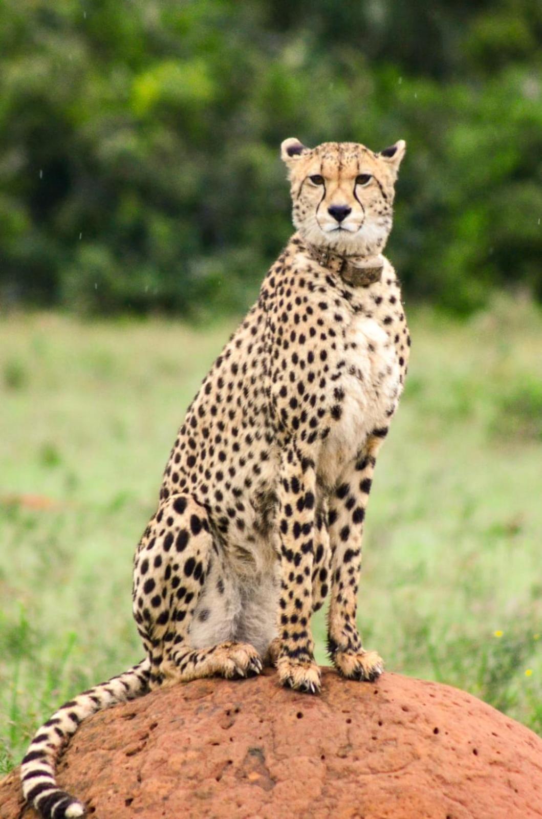 Safari Lodge - Amakhala Game Reserve Εξωτερικό φωτογραφία