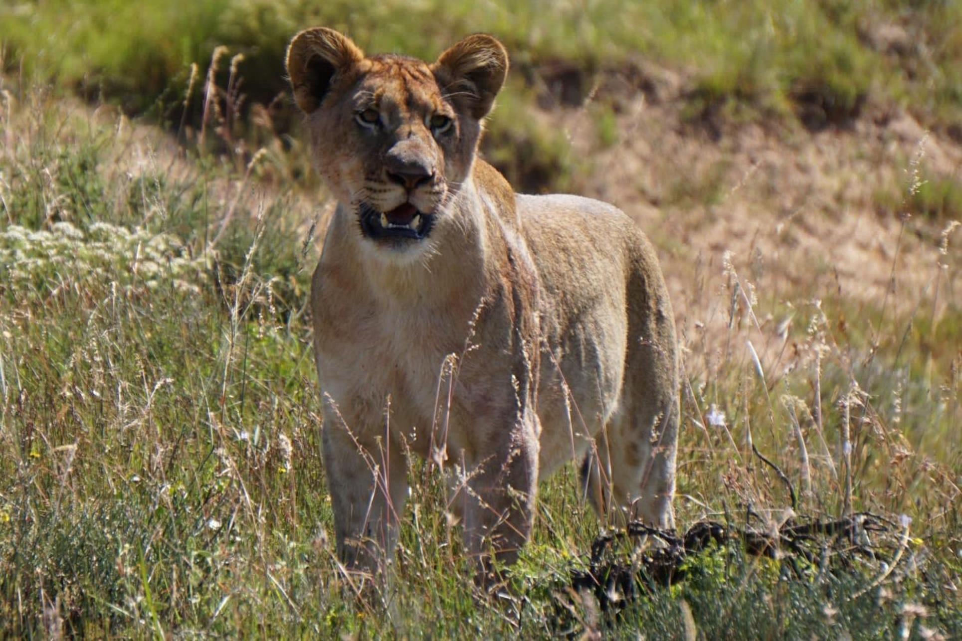 Safari Lodge - Amakhala Game Reserve Εξωτερικό φωτογραφία