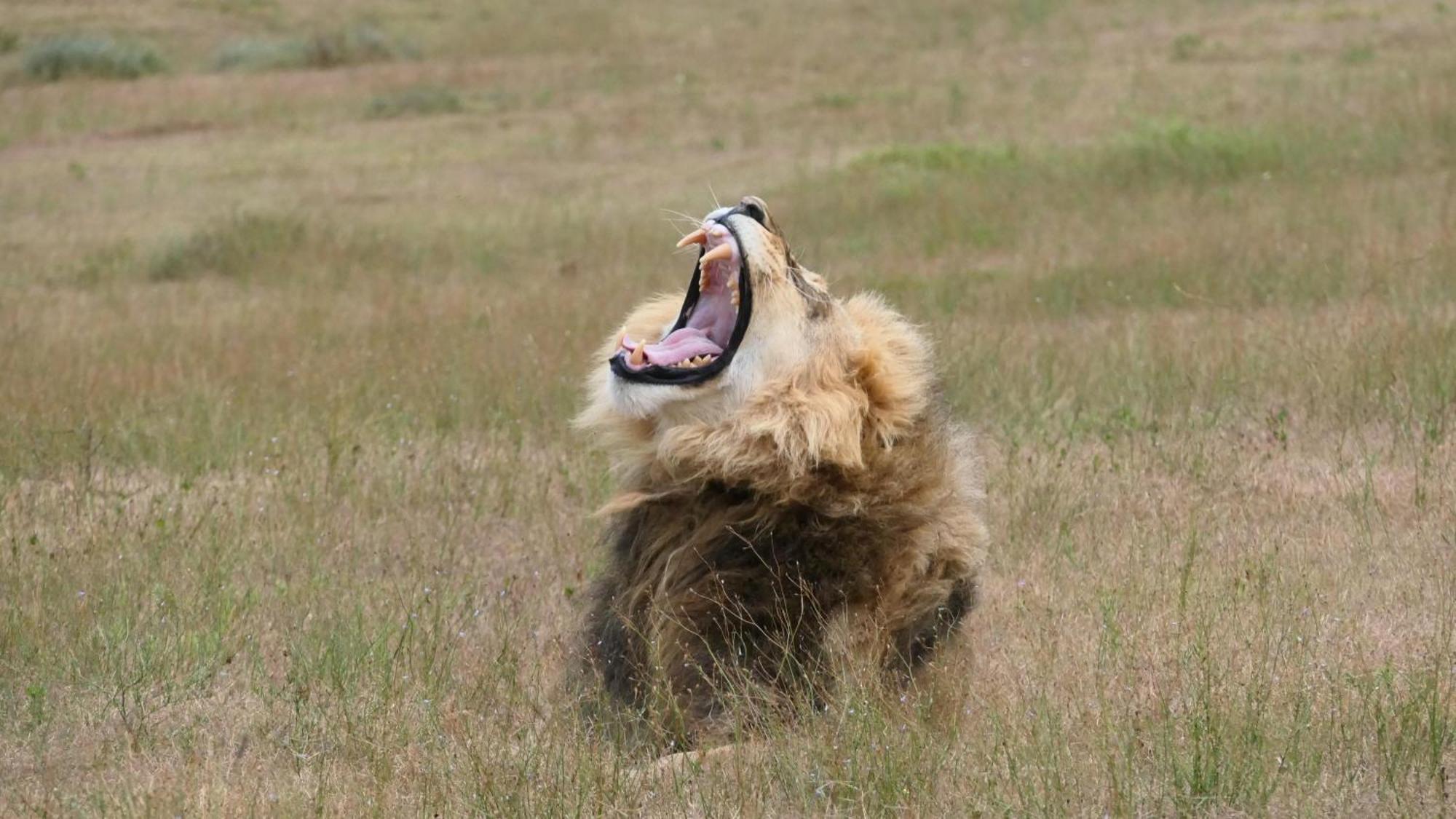 Safari Lodge - Amakhala Game Reserve Εξωτερικό φωτογραφία